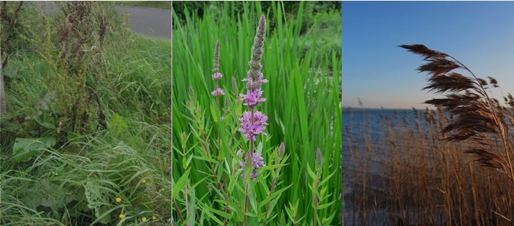 A set of three pictures show three different kinds of invasive plants. Bluntleaf dock (Rumex obtusifolius), Purple loosestrife (Lythrum salicaria) and invasive common reed (Phragmites australis subsp. australis), three of the invasive plants included in GLANSIS]